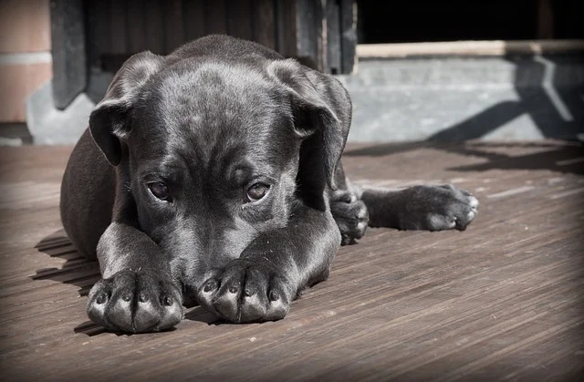 coussinet chien