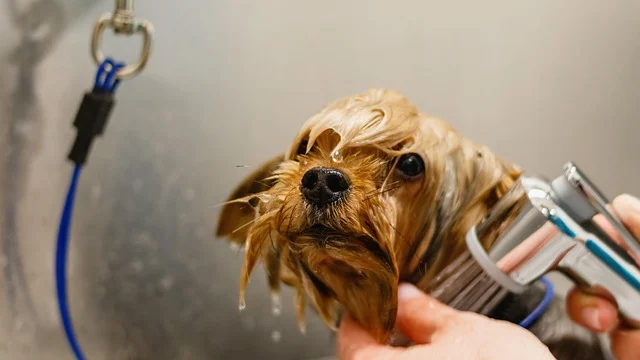 toilettage chien soi-meme