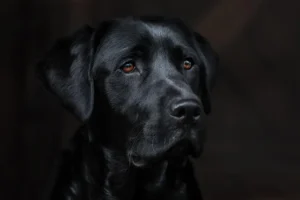 chien stressé que faire