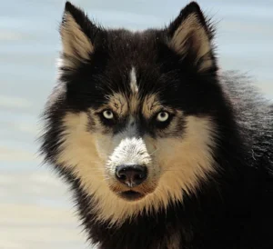 husky chien dominant