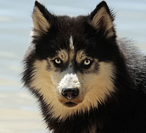 husky chien dominant